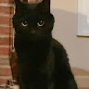 Meet your Posher, Carol